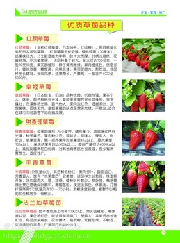 湖南法蘭地草莓苗批發(fā)市場