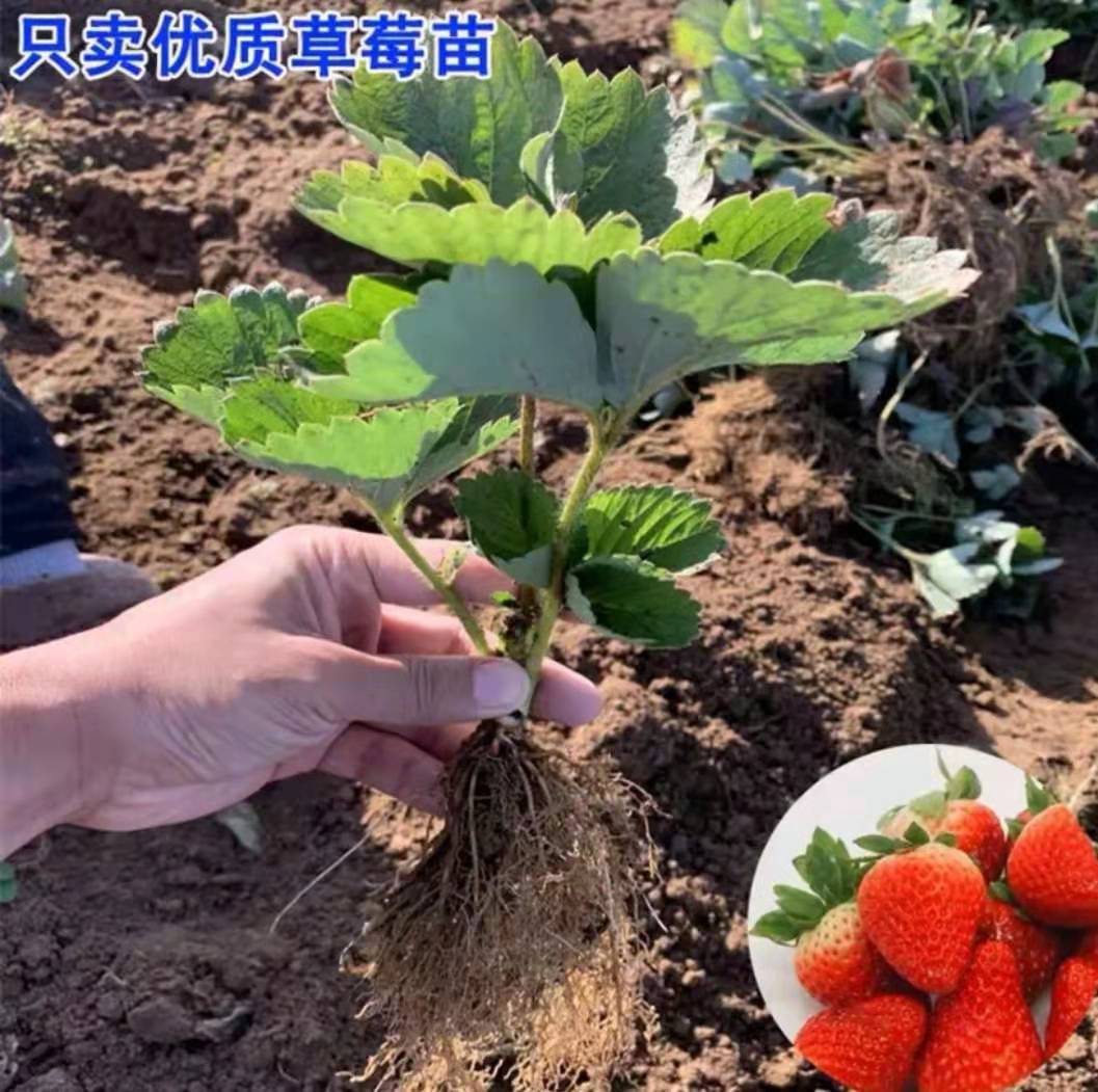 湖南法蘭地草莓苗批發(fā)市場