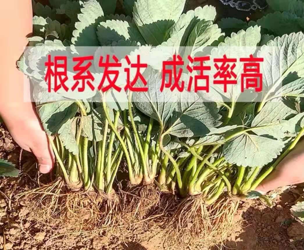 湖南法蘭地草莓苗批發(fā)市場