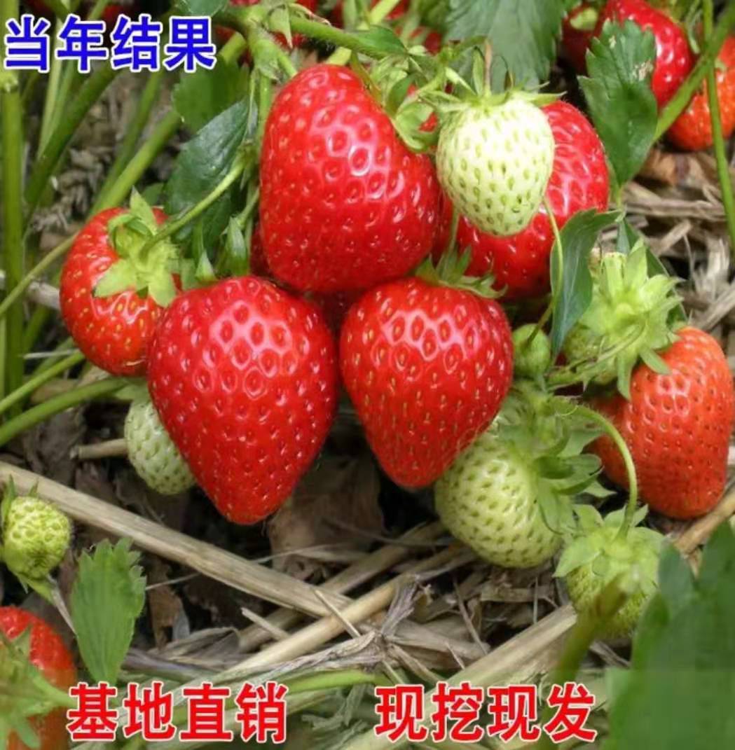 甘肅奶油草莓苗放心苗