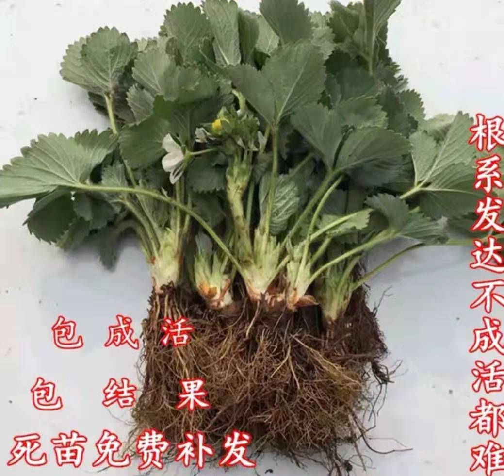 甘肃宁玉草莓苗苗质好