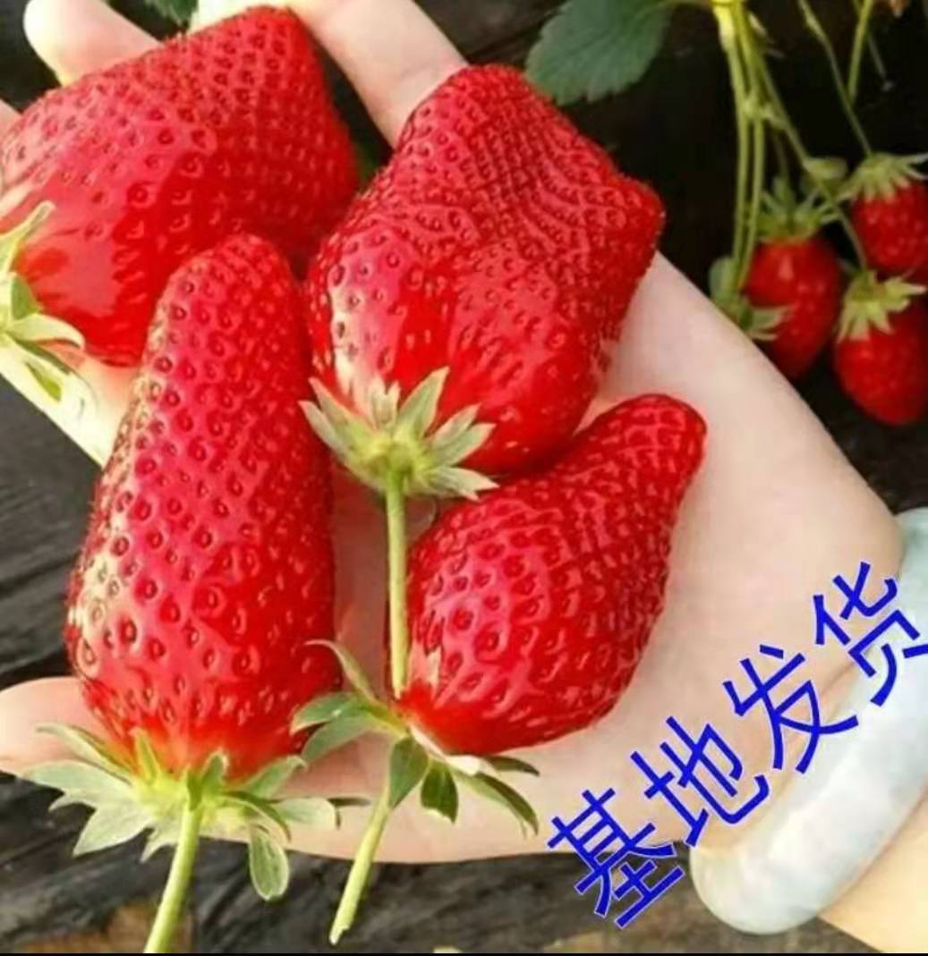 河北豐香草莓苗品種純