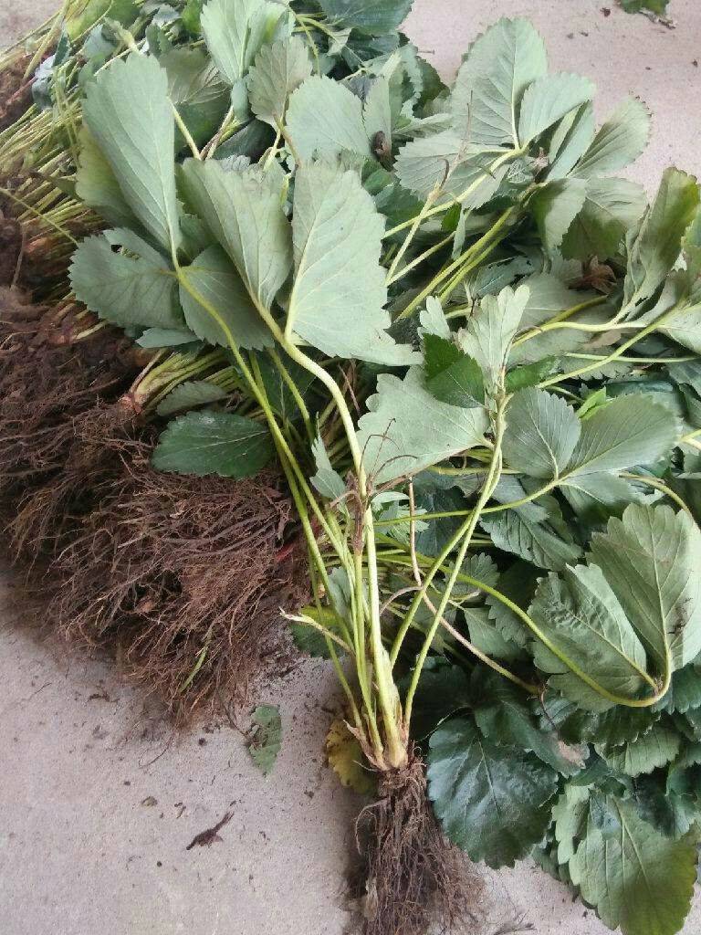 陜西豐香草莓苗種植技術(shù)