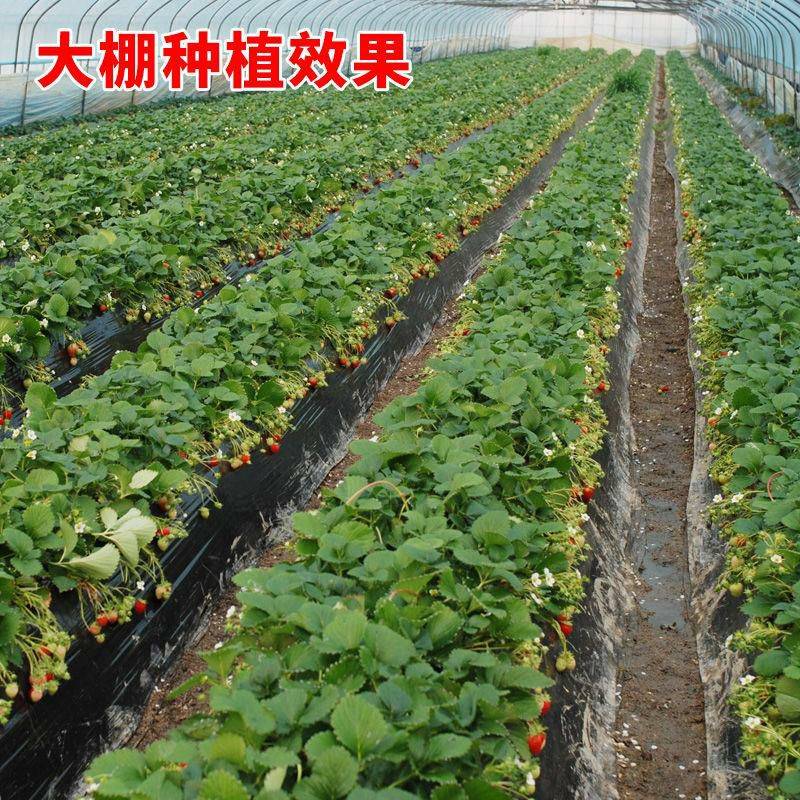 河南紅實(shí)美草莓苗包結(jié)果