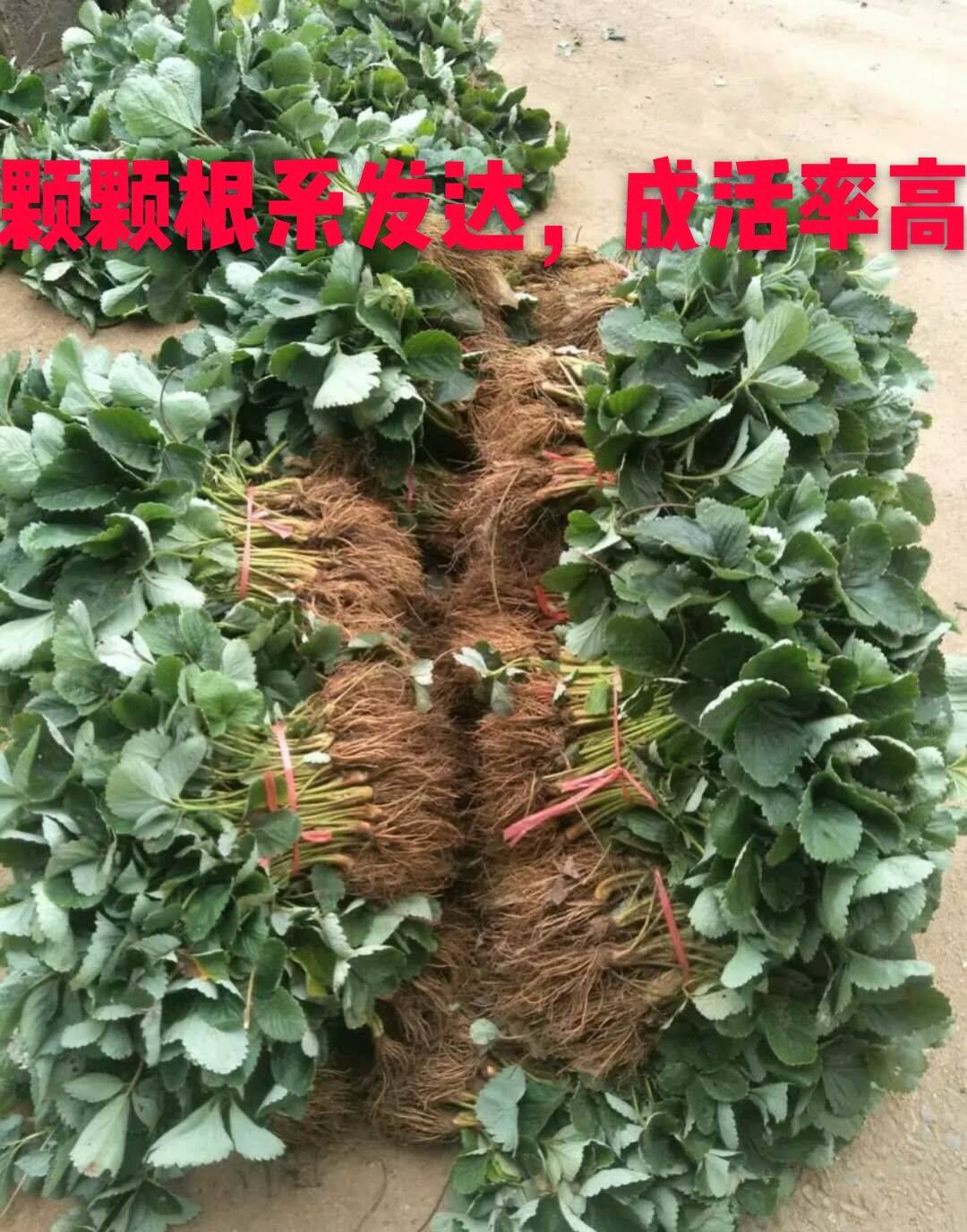 河北豐香草莓苗品種純