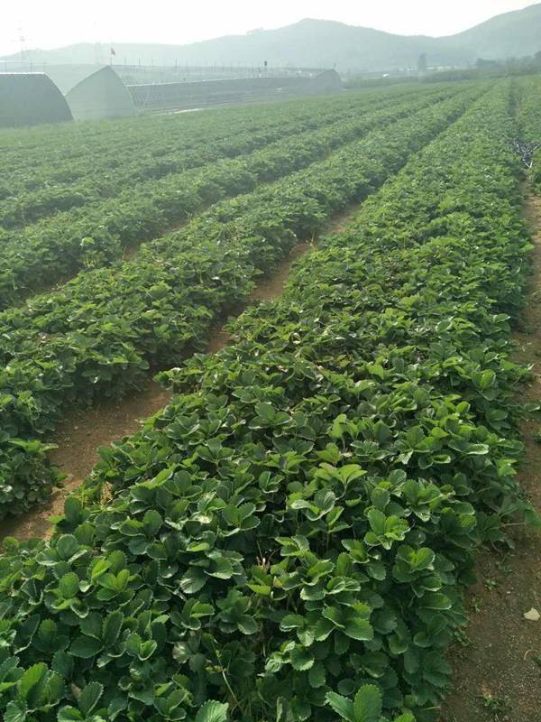 河北豐香草莓苗品種純