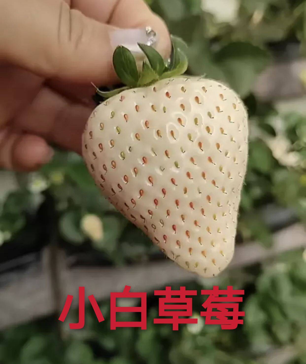 陜西豐香草莓苗種植技術(shù)