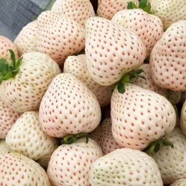河北豐香草莓苗品種純