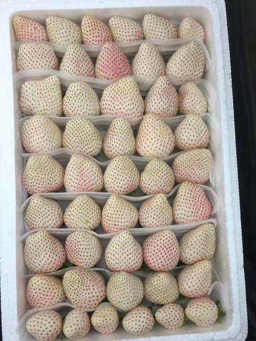 甘肅奶油草莓苗放心苗
