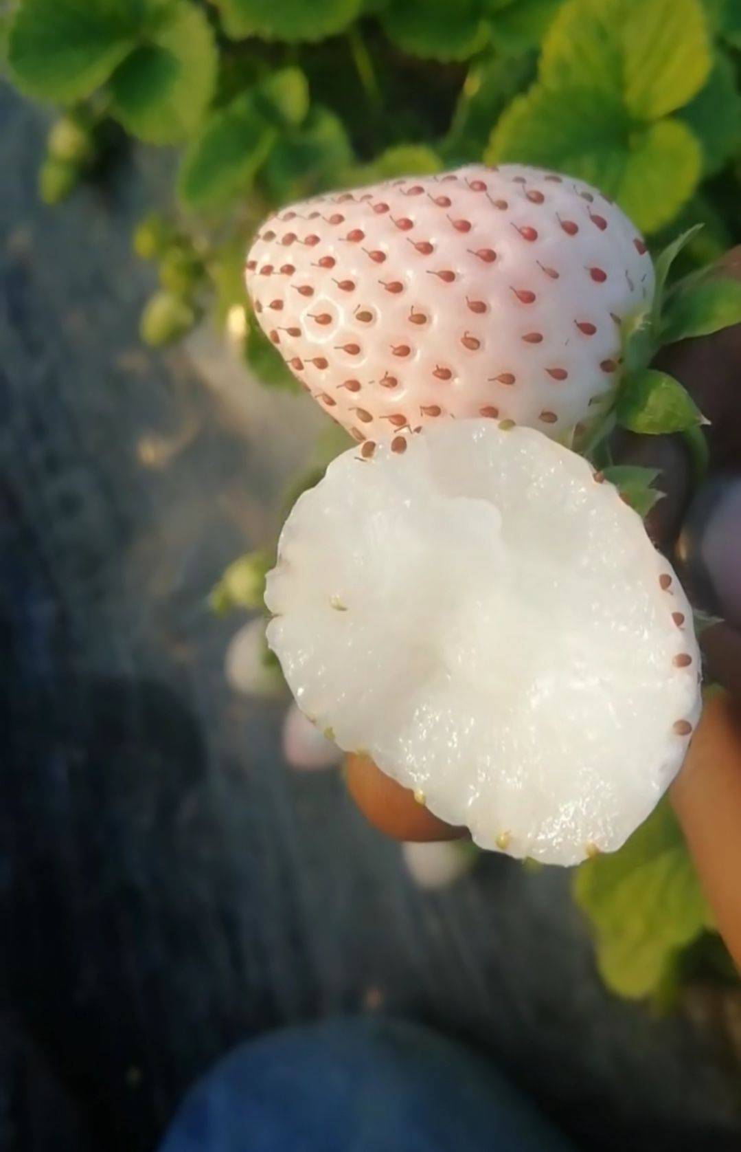 河北豐香草莓苗品種純