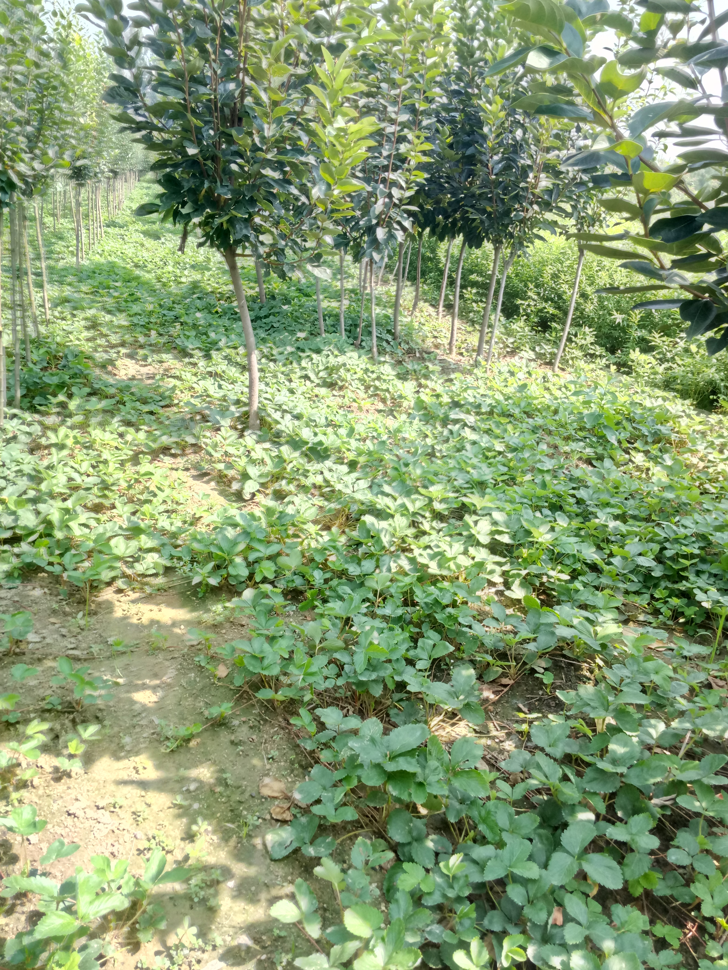 河南小白草莓苗現(xiàn)挖現(xiàn)賣