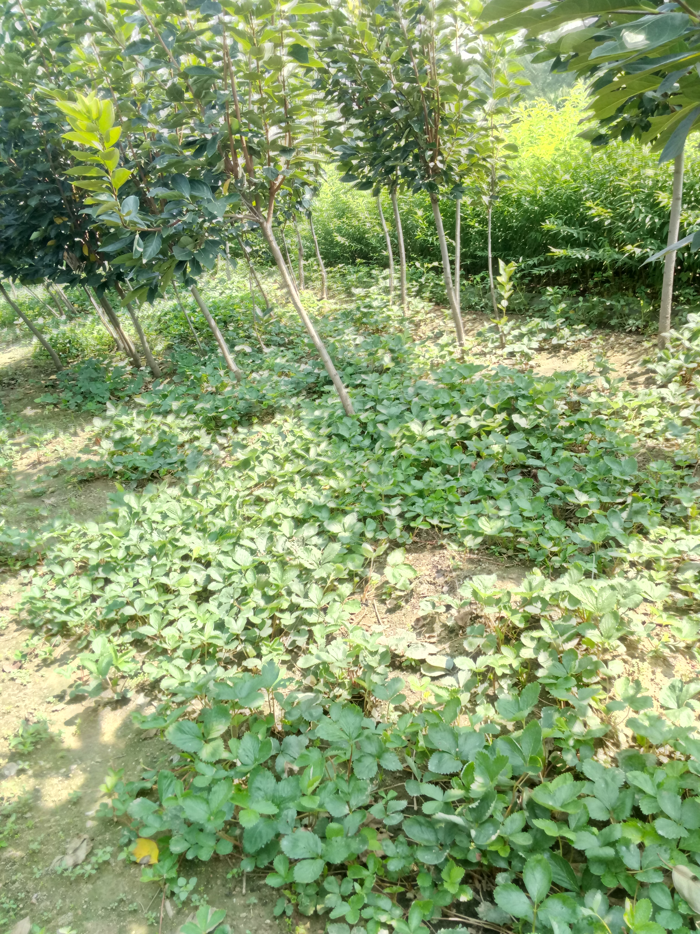 甘肅淡雪草莓苗批發(fā)價(jià)格