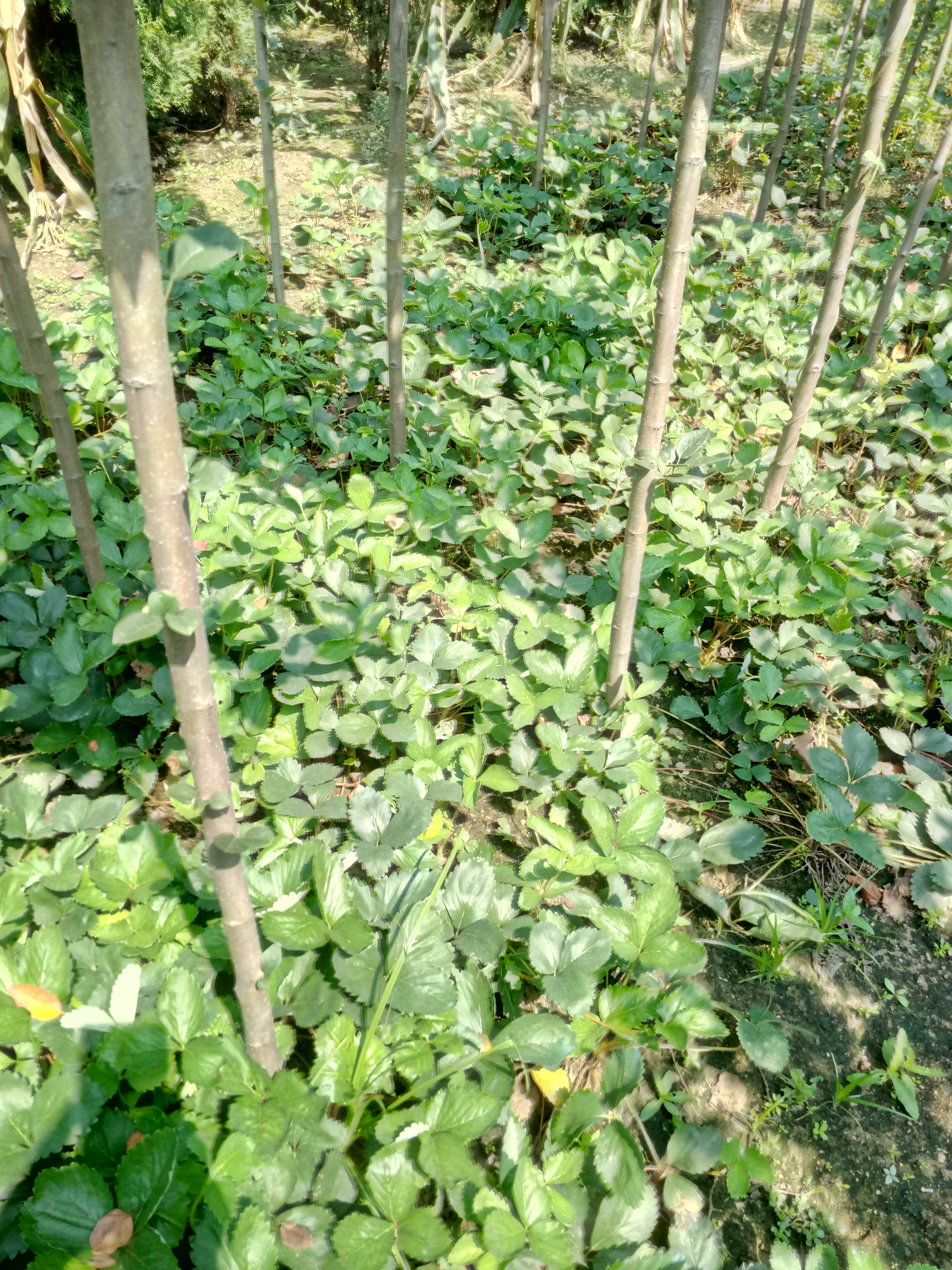 甘肅淡雪草莓苗批發(fā)價(jià)格