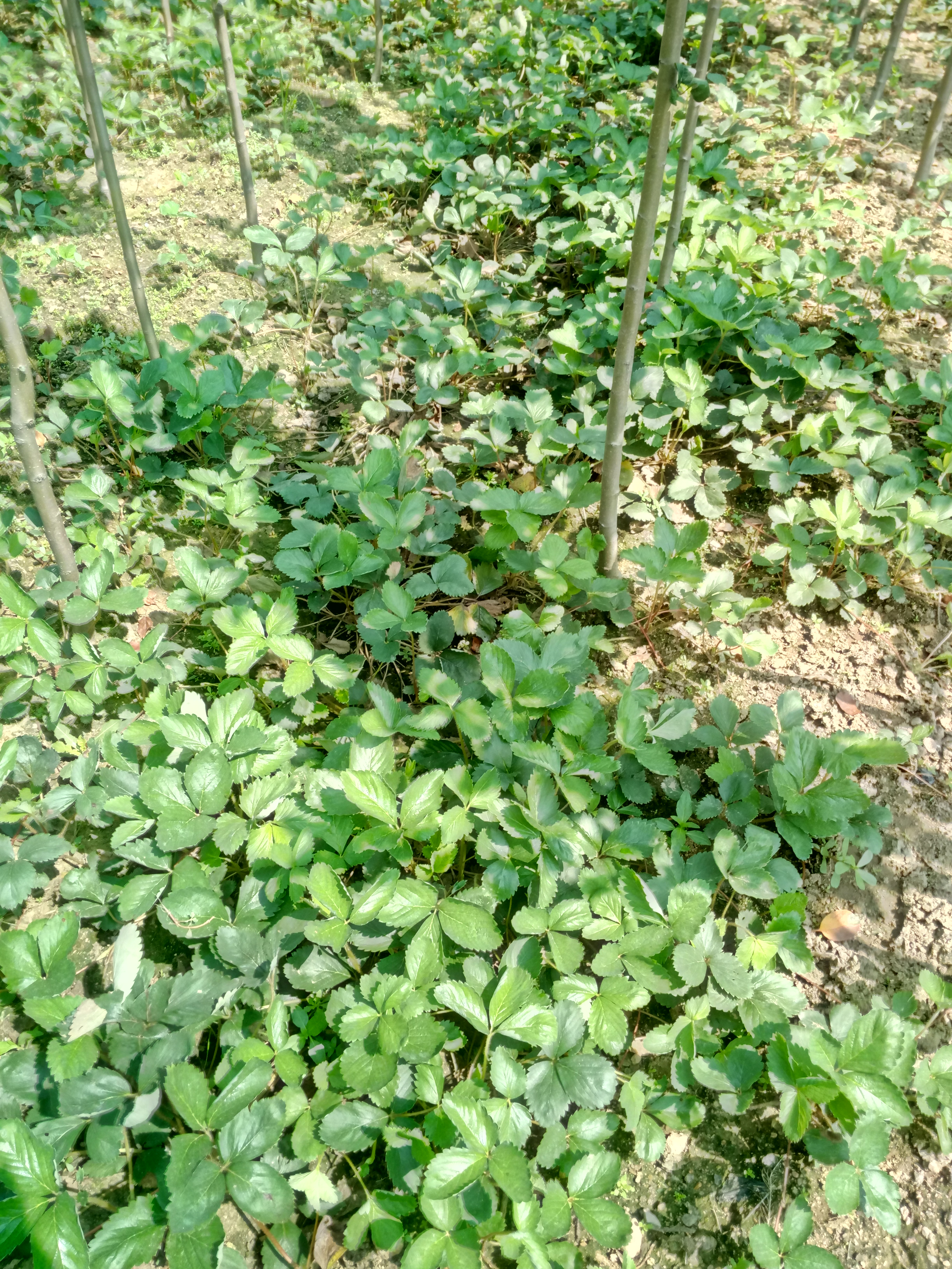 黑龙江淡雪草莓苗种植要点