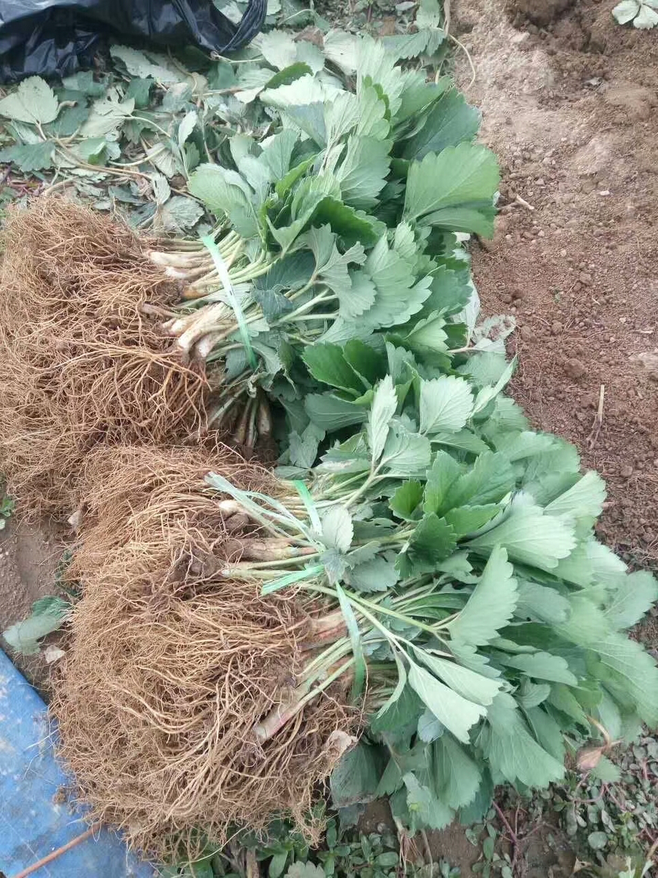 吉林寧玉草莓苗放心苗