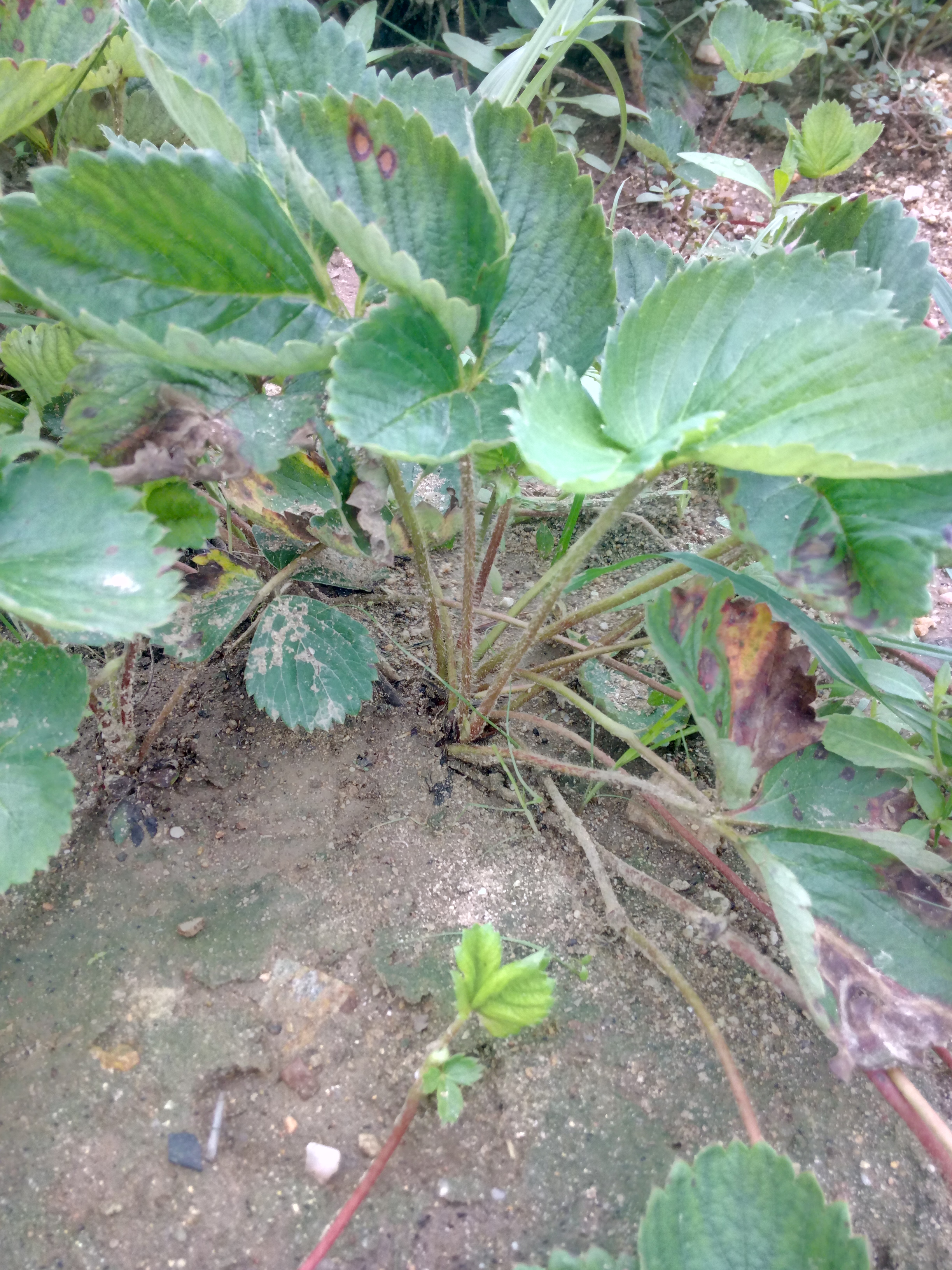湖南紅袖添香草莓苗注意事項(xiàng)