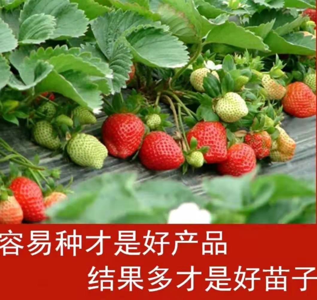 黑龍江豐香草莓苗種植技術(shù)