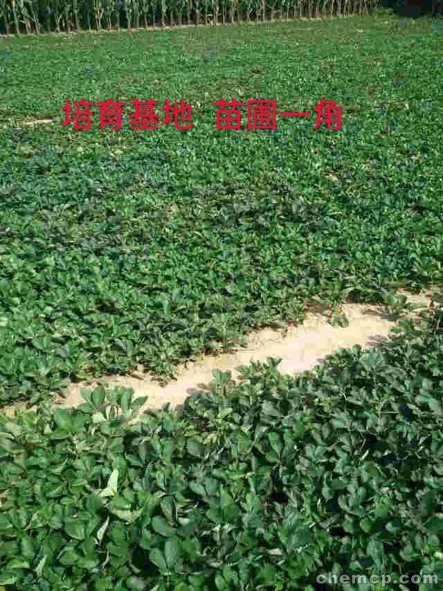 河北寧玉草莓苗產(chǎn)量高