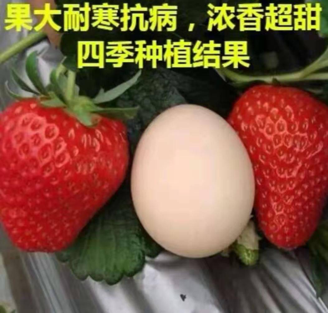 河南丰香草莓苗苗质好