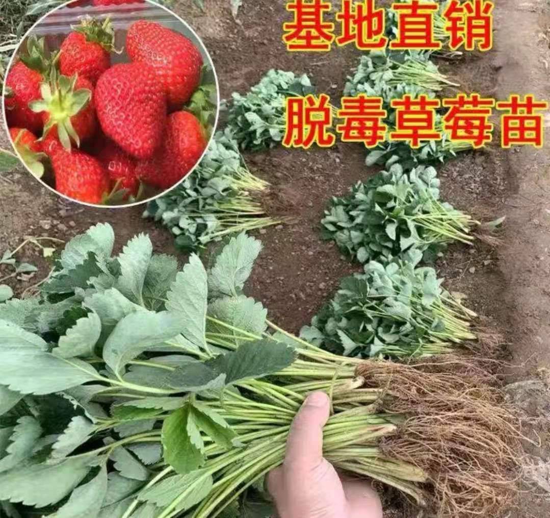 河北寧玉草莓苗產(chǎn)量高