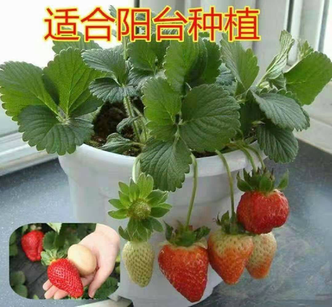 河南丰香草莓苗苗质好