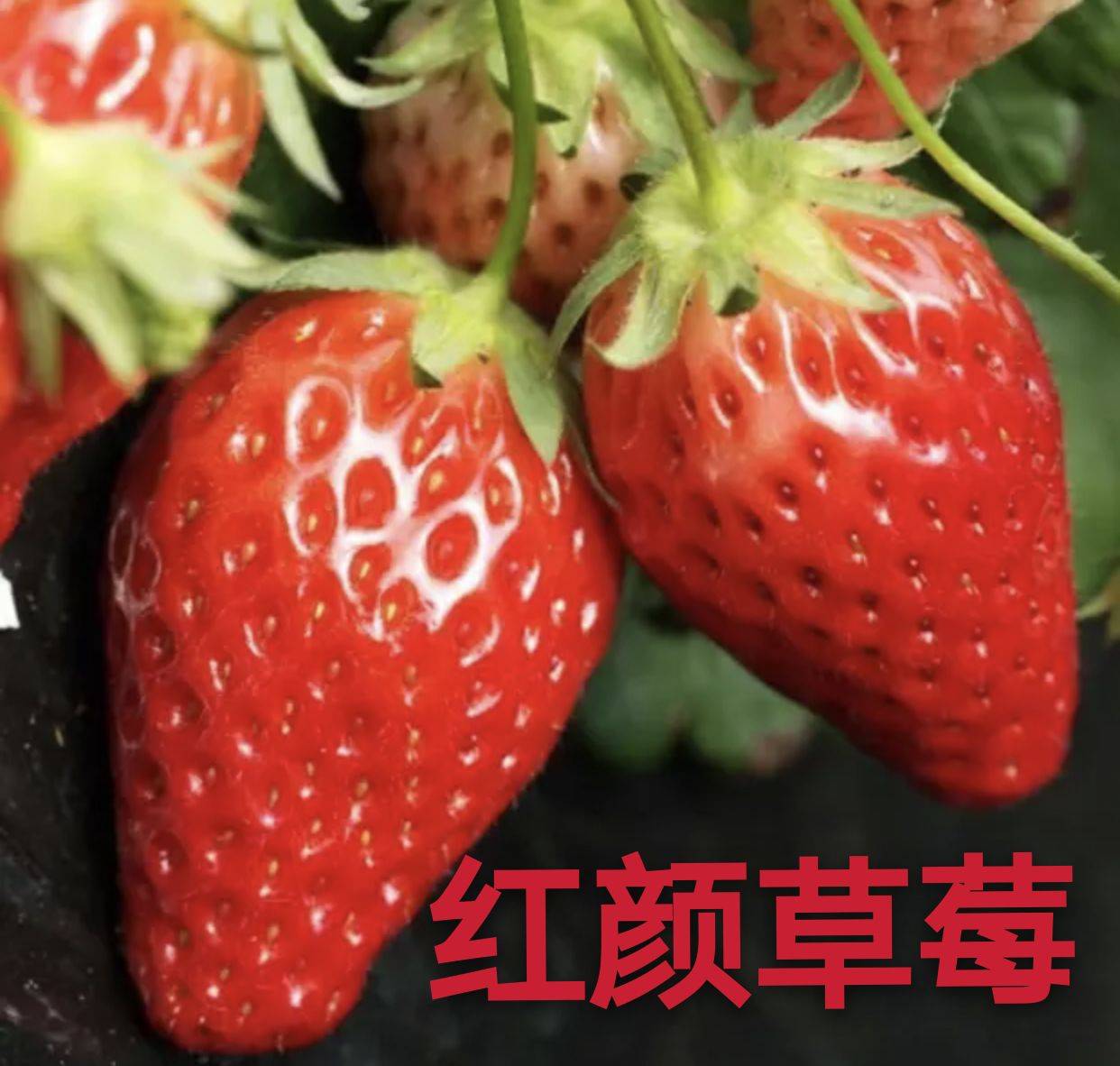 河南小白草莓苗現(xiàn)挖現(xiàn)賣