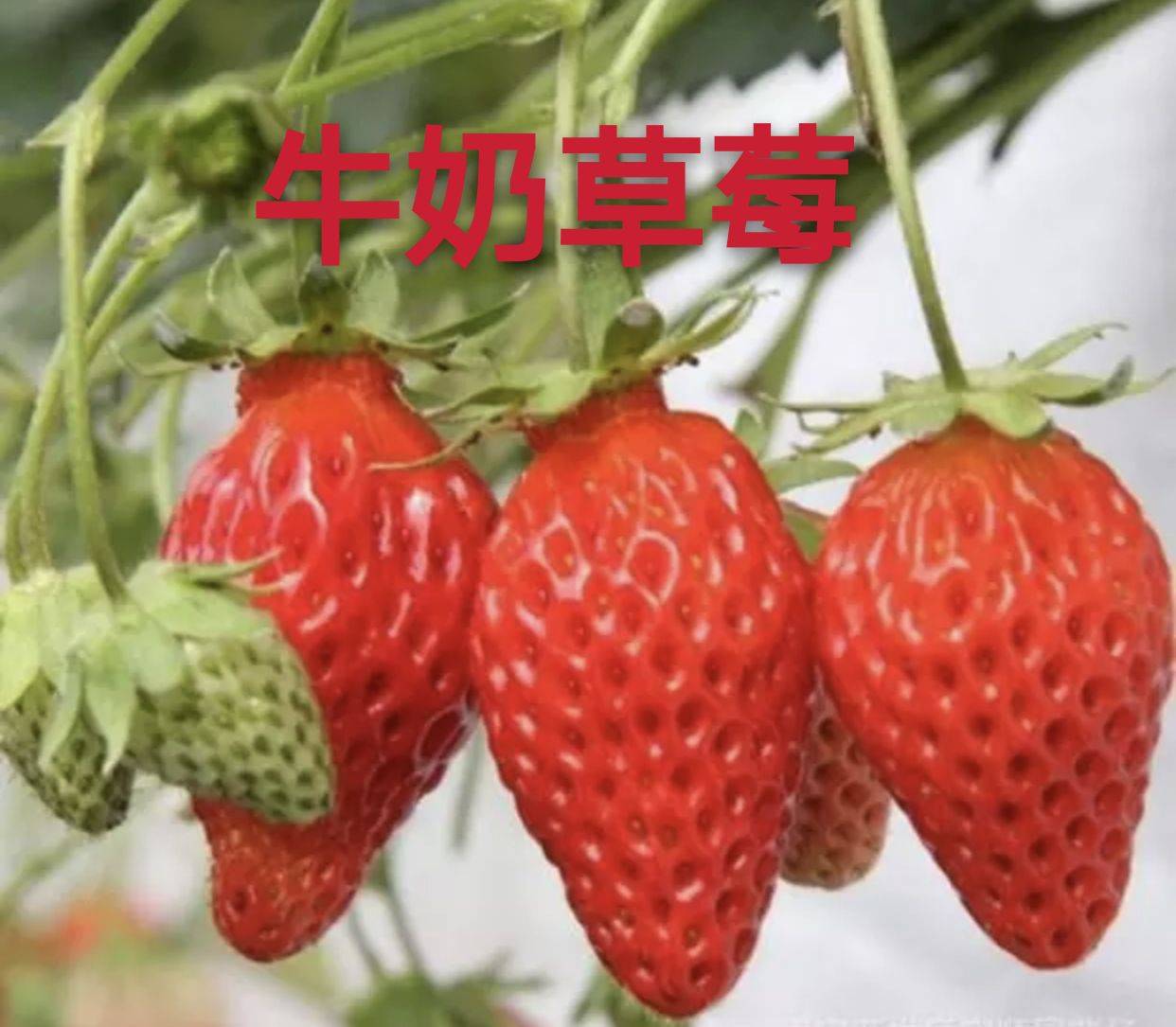 河北甜寶草莓苗放心選好苗