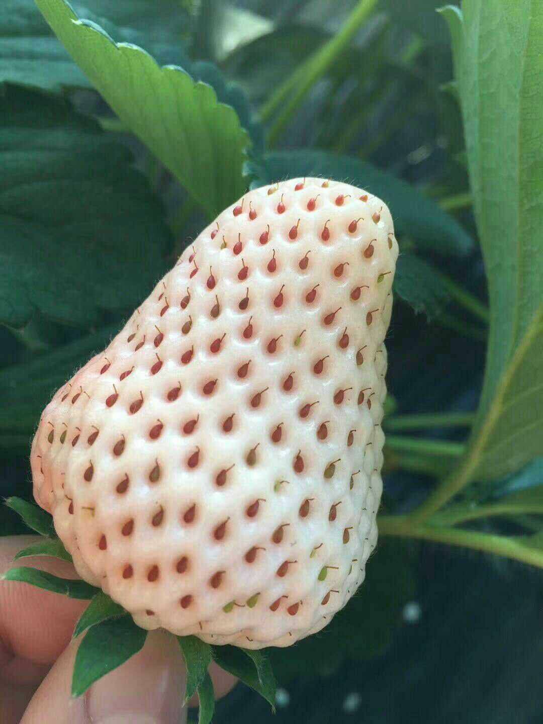 黑龙江淡雪草莓苗种植要点