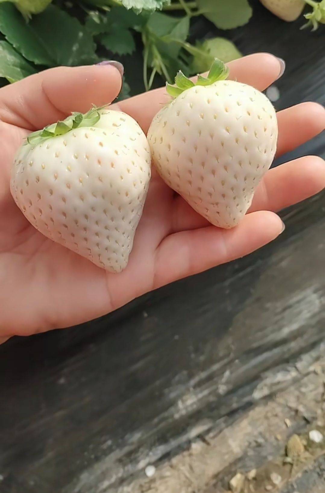 甘肅淡雪草莓苗批發(fā)價(jià)格