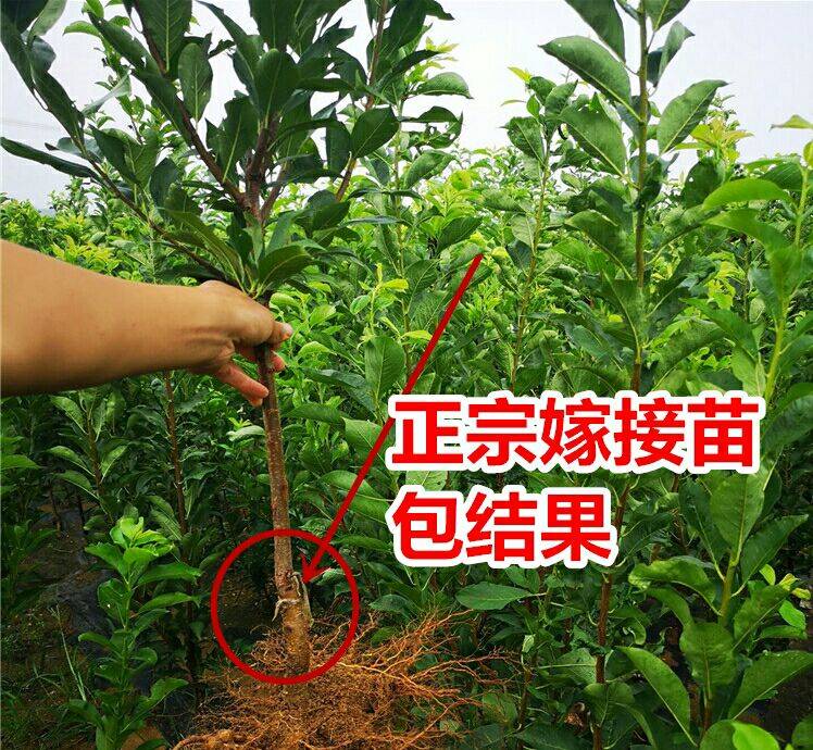 山西味帝李子苗种植资料