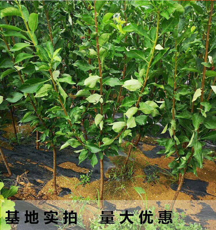 甘肅脆紅李樹苗包結(jié)果