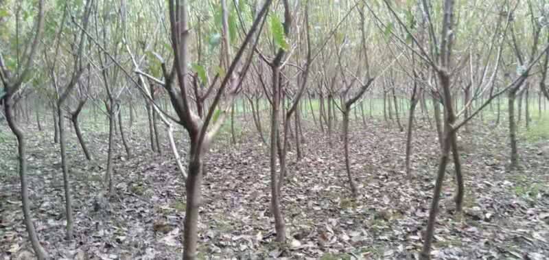 湖南脆紅李子苗品種