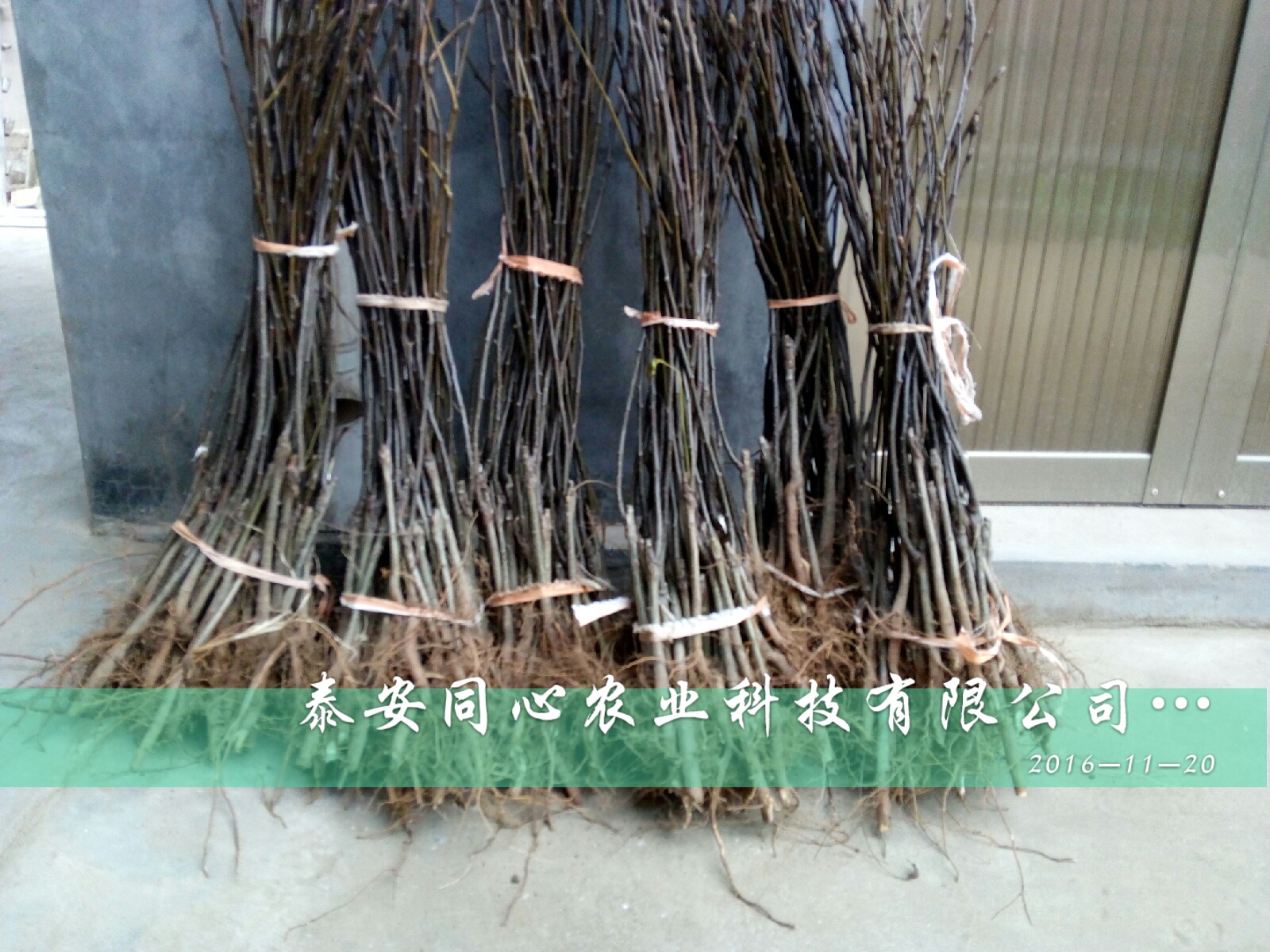 黑龙江2厘米黄冠梨树苗管理技术包结果