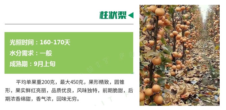 贵州1公分梨树苗光照要求 2年的梨树苗管理方便苗质好