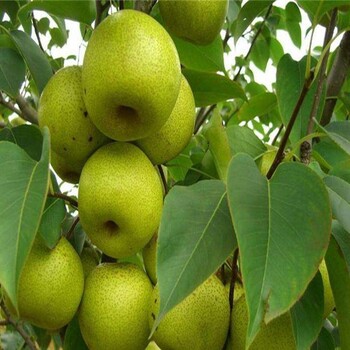 河北柿子樹(shù)苗保濕郵寄量大質(zhì)優(yōu)