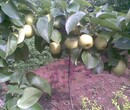山西梨树苗3厘米黄冠梨树苗基地有种植苗质好