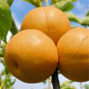山東新梨七號(hào)梨樹(shù)苗介紹種植要點(diǎn)
