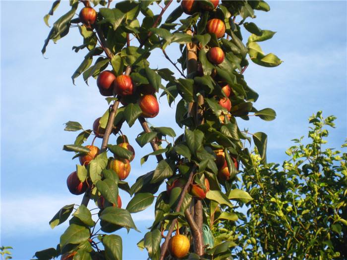 天津泰安秋月梨树苗 秋月梨树苗品种好品种纯