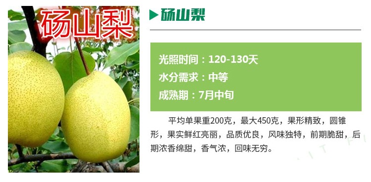 贵州1公分梨树苗光照要求 2年的梨树苗管理方便苗质好