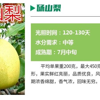 北京梨树苗1厘米新梨7号树苗几年结果管理方法