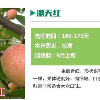 湖南花椒苗種植管理苗質(zhì)好