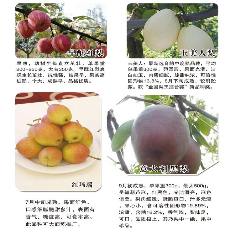 北京梨树苗5厘米丰水梨树苗种植技术