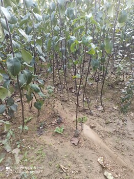 陜西新梨七號(hào)梨樹苗介紹值得信賴