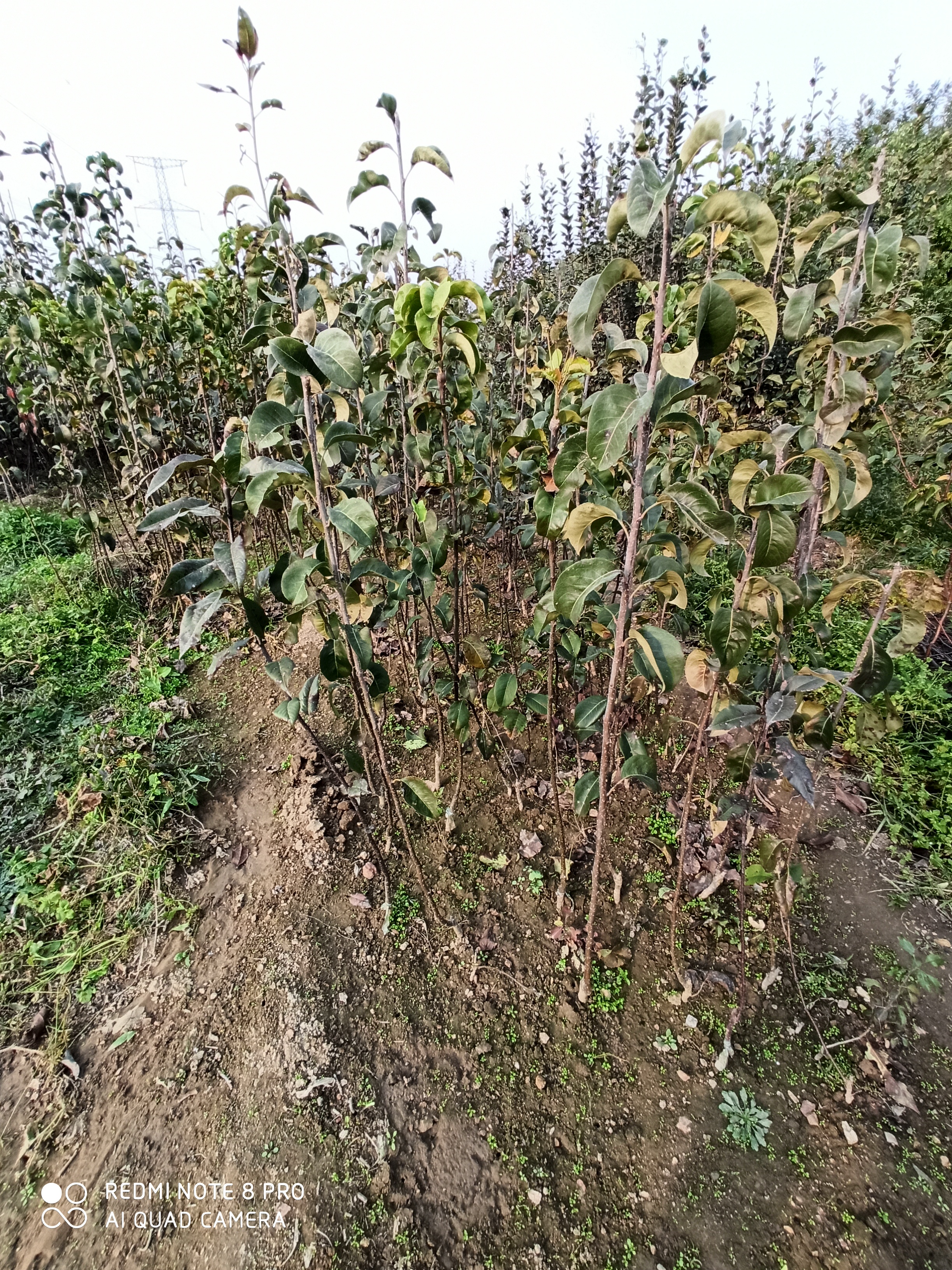 江西嫁接梨树苗3厘米早酥红梨树苗这里培育