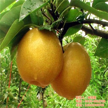 重慶無刺花椒苗基地保濕郵寄