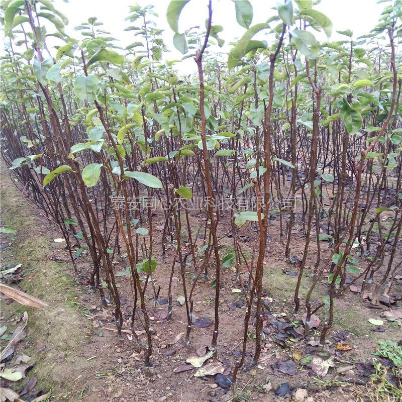 北京2厘米黄冠梨树苗管理技术产量高