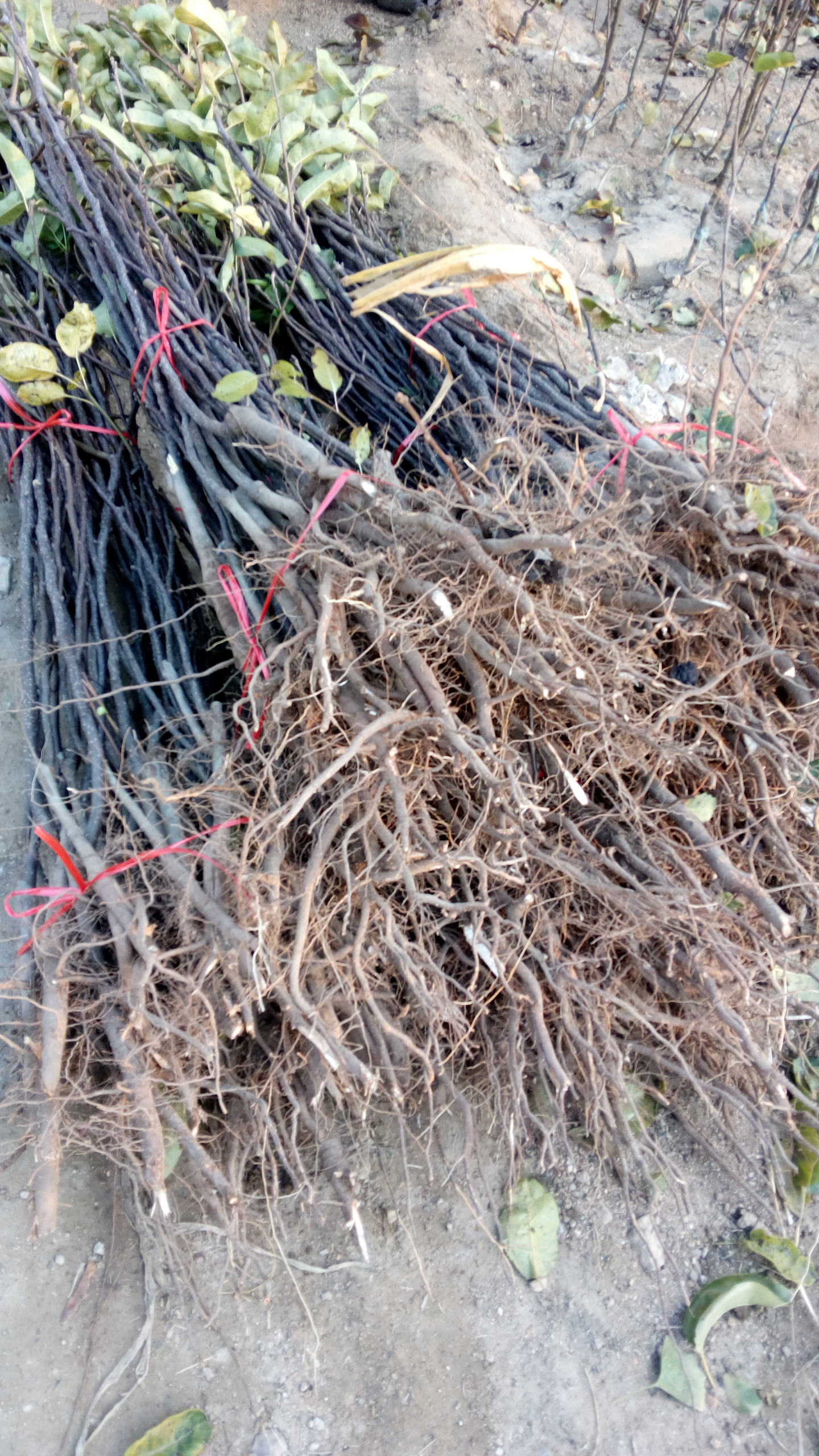 黑龙江1年生梨树苗 今年梨树苗单价种植技术