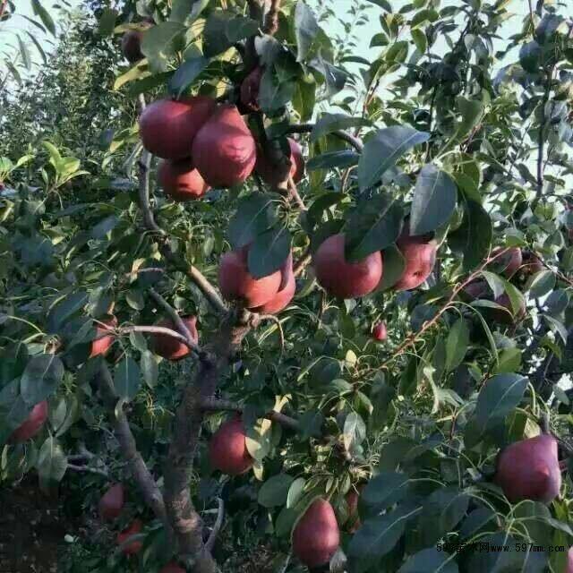 黑龙江1年生梨树苗 今年梨树苗单价种植技术