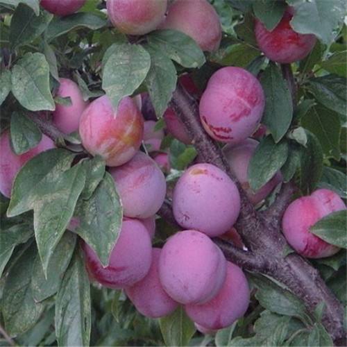 河南現(xiàn)挖現(xiàn)賣3公分李子苗種植