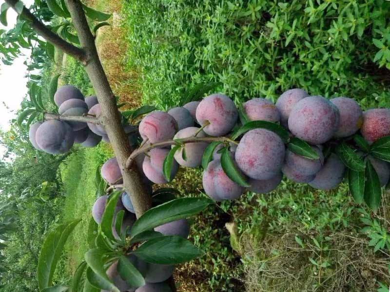 安徽泰安基地脆紅李子苗